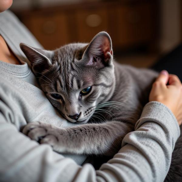 Grauer Kater kuschelt liebevoll mit seinem Besitzer