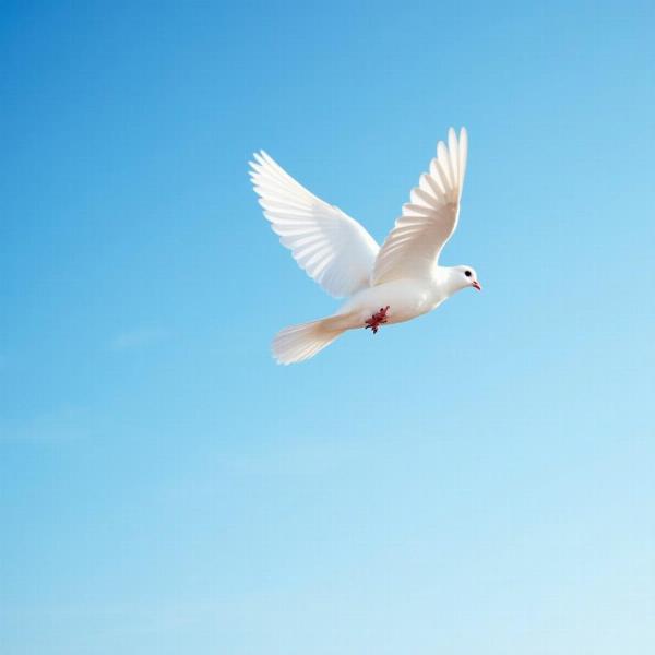 Pfingsten Namen Symbolik: Eine weiße Taube im Flug vor einem blauen Himmel